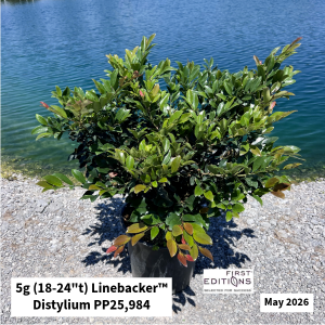 May 2026 5g Linebacker Distylium Website